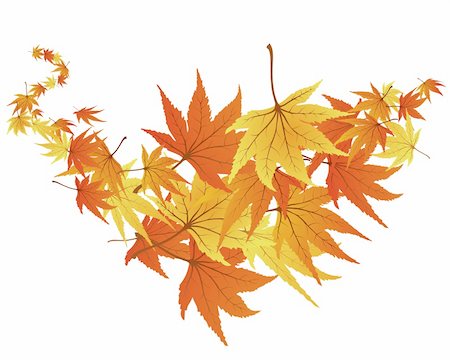 Twisted row of autumn  maples leaves. Vector illustration. Stock Photo - Budget Royalty-Free & Subscription, Code: 400-04040903