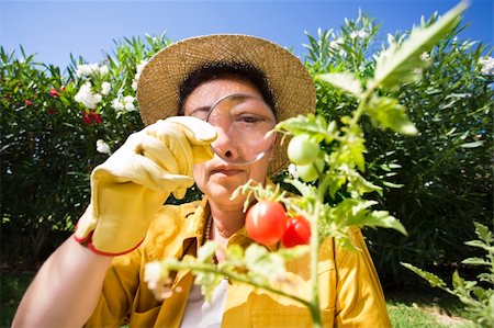 simsearch:400-04029831,k - Senior Italian woman looking at tomato plant with magnifying glass Fotografie stock - Microstock e Abbonamento, Codice: 400-04041001