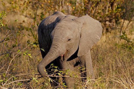 simsearch:400-04033153,k - Curious baby African elephant (Loxodonta africana), Kruger National Park, South Africa Stock Photo - Budget Royalty-Free & Subscription, Code: 400-04041049