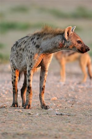 simsearch:400-05888526,k - Hyène tachetée (Crocuta crocuta) dans la lumière matinale, désert du Kalahari, en Afrique du Sud Photographie de stock - Aubaine LD & Abonnement, Code: 400-04041054