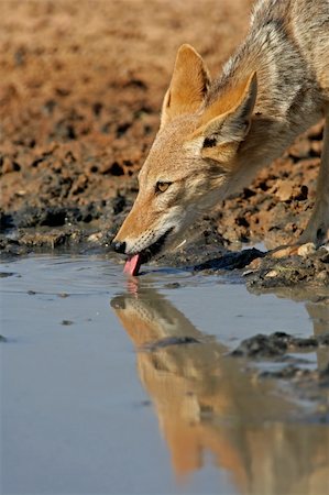 A black-backed Jackal (Canis mesomelas) drinking water, Kalahari desert, South Africa Stock Photo - Budget Royalty-Free & Subscription, Code: 400-04041050
