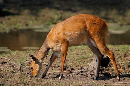 Female Bushbuck antelope, (Tragelaphus scriptus), Kruger National Park, South Africa Stock Photo - Budget Royalty-Free & Subscription, Code: 400-04041051