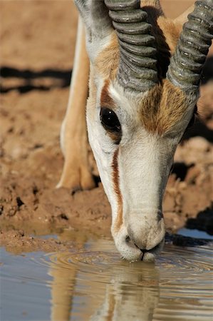 simsearch:400-06521553,k - Portrait of a springbok antelope (Antidorcas marsupialis) drinking water, Kalahari desert, South Africa Photographie de stock - Aubaine LD & Abonnement, Code: 400-04041065
