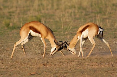 springbok - Two male springbok antelopes (Antidorcas marsupialis) fighting for territory, Kalahari desert, South Africa Stock Photo - Budget Royalty-Free & Subscription, Code: 400-04041066