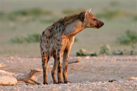 simsearch:400-05888526,k - Spotted hyena (Crocuta crocuta) in early morning light, Kalahari desert, South Africa Photographie de stock - Aubaine LD & Abonnement, Code: 400-04041092