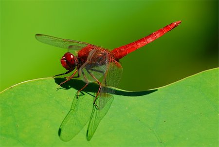 damselfly - A red veined dragonfly on lotus leaf Stock Photo - Budget Royalty-Free & Subscription, Code: 400-04041459