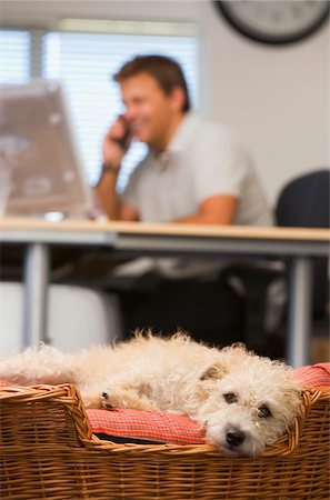 Dog lying in home office with man in background Stock Photo - Budget Royalty-Free & Subscription, Code: 400-04041674