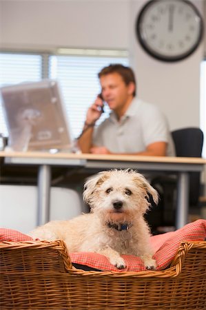 Dog lying in home office with man in background Stock Photo - Budget Royalty-Free & Subscription, Code: 400-04041675