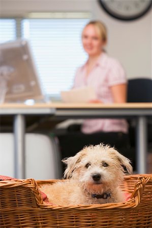 Dog lying in home office with woman in background Stock Photo - Budget Royalty-Free & Subscription, Code: 400-04041678