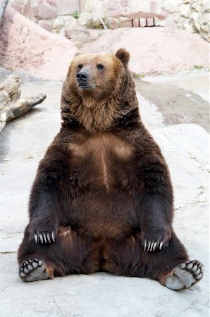 huge brown bear takes a rest on a mountain Stockbilder - Microstock & Abonnement, Bildnummer: 400-04041863