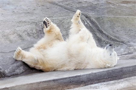 a white bear lying on the rock and having rest Foto de stock - Super Valor sin royalties y Suscripción, Código: 400-04041876