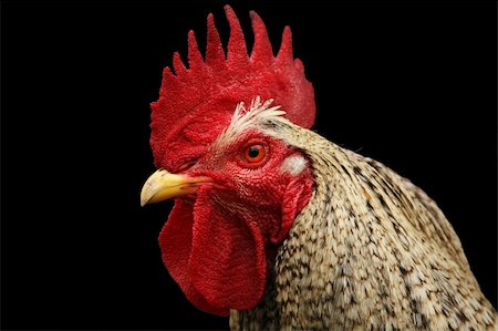 Isolated rooster's head with black background Photographie de stock - Aubaine LD & Abonnement, Code: 400-04042237