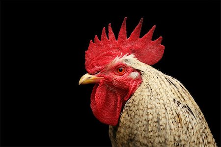 Isolated rooster's head with black background Photographie de stock - Aubaine LD & Abonnement, Code: 400-04042238