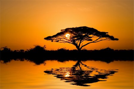 simsearch:400-04111907,k - Beautiful african sunrise, with backlit acacia tree on Amboseli Natural Park, Kenya. Fotografie stock - Microstock e Abbonamento, Codice: 400-04042976