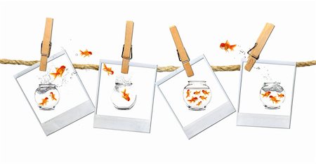 simsearch:400-04545787,k - Looking or a Stable Place: Goldfish Escape Stock Photo - Budget Royalty-Free & Subscription, Code: 400-04043876