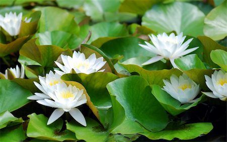 simsearch:851-02959686,k - Many beautiful white water lily (lotus) Photographie de stock - Aubaine LD & Abonnement, Code: 400-04043904