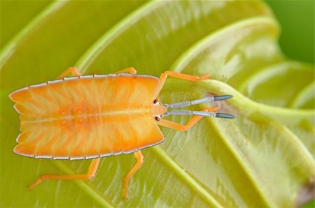 orange stint bug in the parks Stock Photo - Budget Royalty-Free & Subscription, Code: 400-04043930