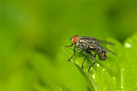 housefly and leaf in the parks Stock Photo - Budget Royalty-Free & Subscription, Code: 400-04043931