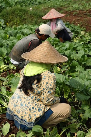 Indonesian Vegetable field workerss Stock Photo - Budget Royalty-Free & Subscription, Code: 400-04054256