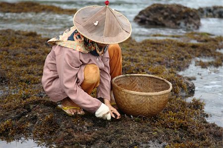 Workers piking a seaweed Stock Photo - Budget Royalty-Free & Subscription, Code: 400-04054257