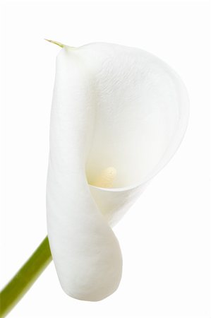 A calla lily on a white background Photographie de stock - Aubaine LD & Abonnement, Code: 400-04054486