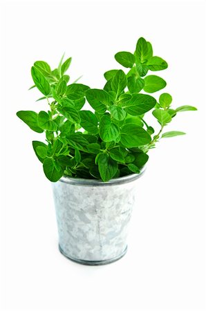 sprigs of oregano - Bunch of oregano herb in a bucket isolated on white background Stock Photo - Budget Royalty-Free & Subscription, Code: 400-04054920