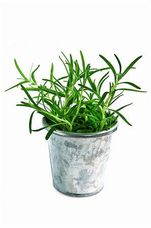 rosemary sprig - Bunch of rosemary herb in a bucket isolated on white background Stock Photo - Budget Royalty-Free & Subscription, Code: 400-04054922