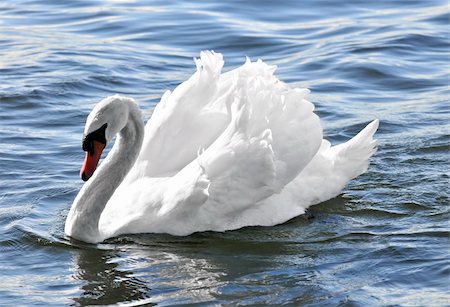 simsearch:400-04861549,k - Beautiful white swan with raised wings on blue water Stock Photo - Budget Royalty-Free & Subscription, Code: 400-04054953