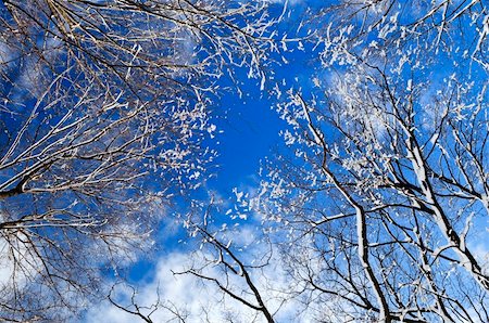 simsearch:400-03985276,k - Winter tree tops covered with fresh snow on blue sky background Foto de stock - Super Valor sin royalties y Suscripción, Código: 400-04054972