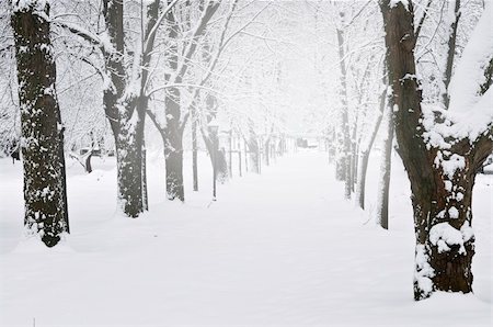 simsearch:400-04800962,k - Lane in winter park with snow covered trees Stockbilder - Microstock & Abonnement, Bildnummer: 400-04054980