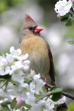 simsearch:400-04085919,k - Female Northern Cardinal (cardinalis cardinalis) in an Apple Tree with blossoms Foto de stock - Super Valor sin royalties y Suscripción, Código: 400-04055214