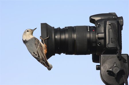 simsearch:400-04115071,k - White-breasted Nuthatch (sitta carolinensis) Photographie de stock - Aubaine LD & Abonnement, Code: 400-04055297