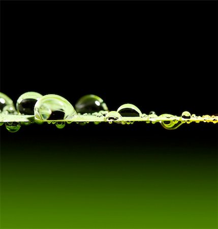 dew drops on green stem - green leaf and drop background macro image Stock Photo - Budget Royalty-Free & Subscription, Code: 400-04055554