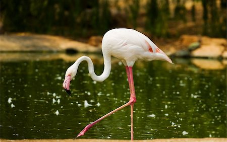 simsearch:400-06068232,k - Image of a single white flamingo near a lake Stockbilder - Microstock & Abonnement, Bildnummer: 400-04055821