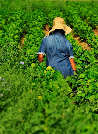 simsearch:400-06751673,k - Female worker working in a bean farm during harvesting Fotografie stock - Microstock e Abbonamento, Codice: 400-04055908
