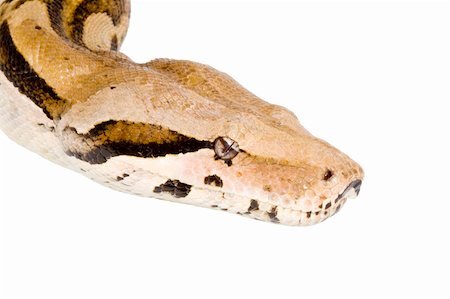 Head of a large adult Boa Constrictor  - detail Foto de stock - Royalty-Free Super Valor e Assinatura, Número: 400-04055970