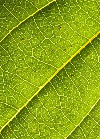 simsearch:400-06409108,k - fine closeup image of green leaf background Foto de stock - Royalty-Free Super Valor e Assinatura, Número: 400-04056055