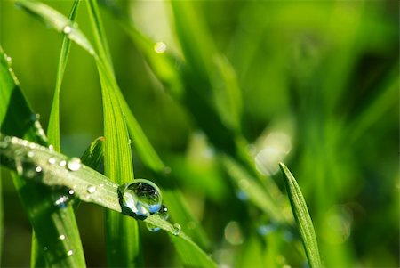 dew drops on green stem - Dew drop on a blade of grass Stock Photo - Budget Royalty-Free & Subscription, Code: 400-04056769