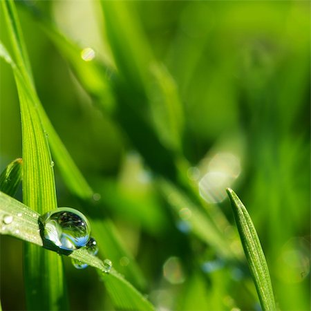 dew drops on green stem - Dew drop on a blade of grass Stock Photo - Budget Royalty-Free & Subscription, Code: 400-04056770