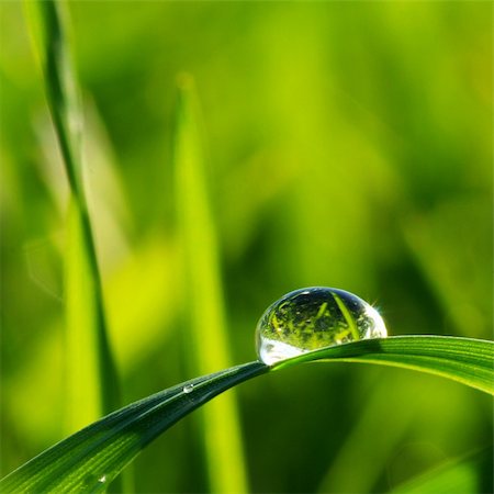 dew drops on green stem - Dew drop on a blade of grass Stock Photo - Budget Royalty-Free & Subscription, Code: 400-04056771