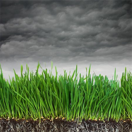 simsearch:400-08074641,k - Green grass and dark soil with roots Stock Photo - Budget Royalty-Free & Subscription, Code: 400-04057389