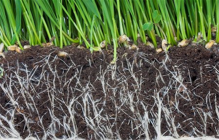 simsearch:400-08074641,k - Green grass and dark soil with roots Stock Photo - Budget Royalty-Free & Subscription, Code: 400-04057390