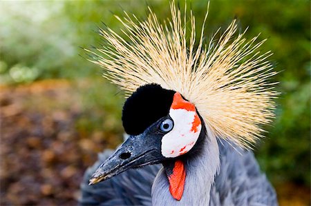 A very close portrait of a crowned crane. Very colorful portrait with defocused background. Stock Photo - Budget Royalty-Free & Subscription, Code: 400-04057406