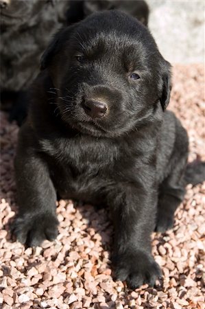 Three weeks old miniature schnauzer puppy posing Stock Photo - Budget Royalty-Free & Subscription, Code: 400-04057407