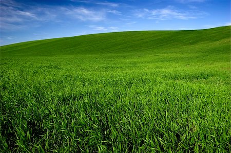 simsearch:400-04706517,k - Beautiful green meadow with a bright blue sky Stock Photo - Budget Royalty-Free & Subscription, Code: 400-04057727