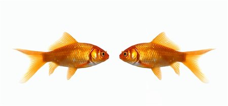 Two fish looking at each other Foto de stock - Royalty-Free Super Valor e Assinatura, Número: 400-04057917
