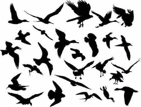 flying bird shape - Vector illustrations black silhouettes birds on white Stock Photo - Budget Royalty-Free & Subscription, Code: 400-04057988