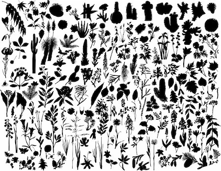 simsearch:400-05663944,k - Big collection of different vector plants silhouettes Stock Photo - Budget Royalty-Free & Subscription, Code: 400-04057994