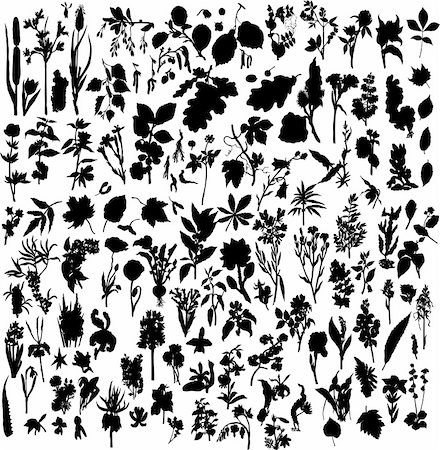 simsearch:400-05663944,k - Big collection of different plants silhouette Stock Photo - Budget Royalty-Free & Subscription, Code: 400-04057995