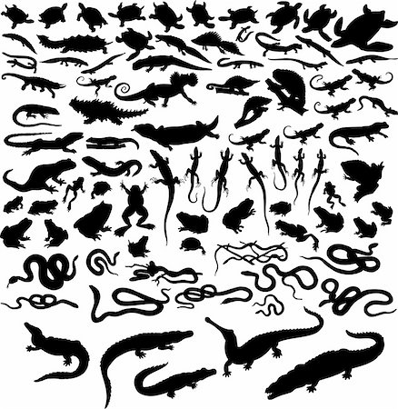 Big collection of vector reptiles isolated on white Stock Photo - Budget Royalty-Free & Subscription, Code: 400-04057999